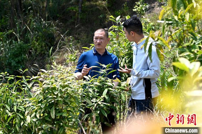 張高漢向參訪者介紹金花茶種植情況?！埥鸫?攝